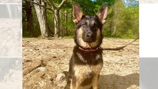 Training without a leash