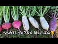 21/10/30  初の大根3種収穫しました。
