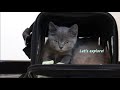 Bringing Home Cute Kittens | Kitten's First Day Home