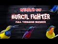 2 jam masteran BURCIL FIGHTER full tembakan pedas!! masteran pemikat juri