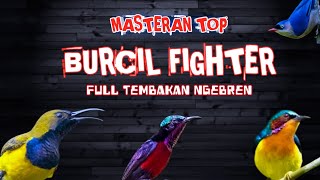 2 jam masteran BURCIL FIGHTER full tembakan pedas!! masteran pemikat juri