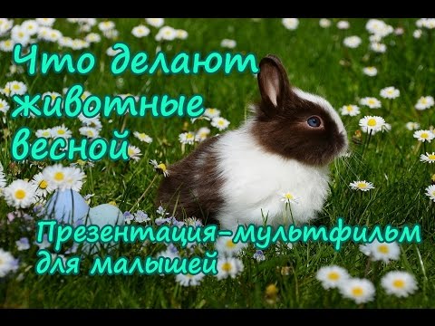 Что делают животные весной. Презентация-мультфильм для самых маленьких