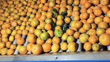 🍊Orange waxing machine & grading