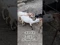 berbari goat for sale 2 male 3 Pregnent female in Jalandhar