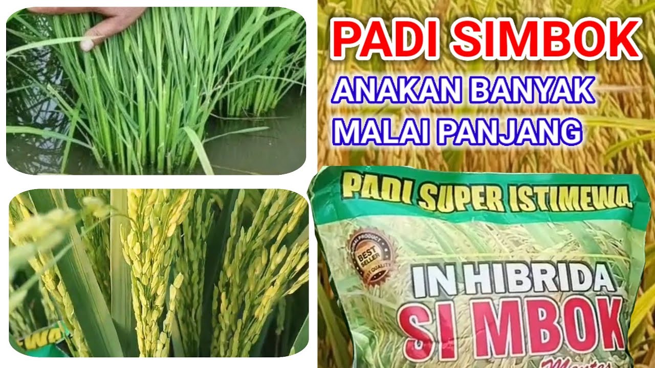 Keunggulan Padi In Hibrida SI MBOK dan Cara Perawatannya