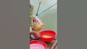 Bài mồi câu cá chép mới hồ dịch vụ hiệu quả cao