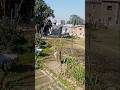Pind Geda#punjabisong #punjabistatus #punjabi #punjab #punjabishortvideo