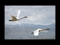 鳥のように*大橋トリオ