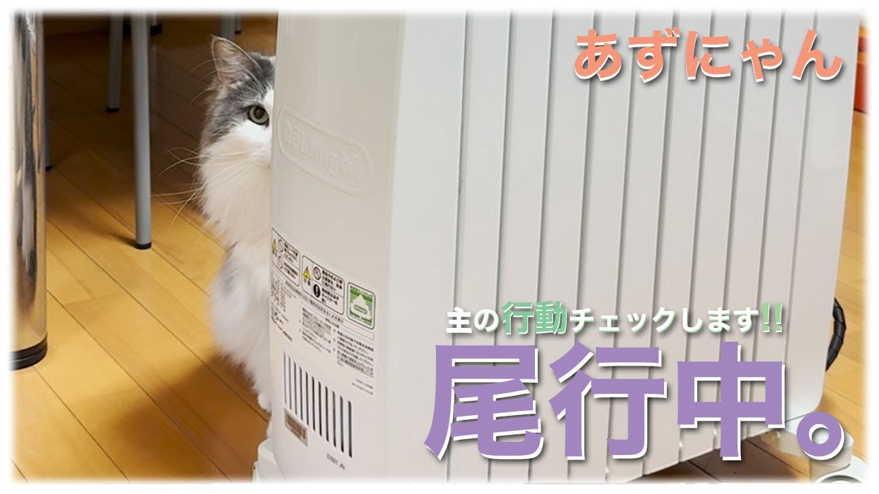 あずにゃん、🐱🔍名探偵❓　🚶‍♀️🐈💨尾行バレてますよ😁【猫　サイベリアン　あずき】[vol.229]