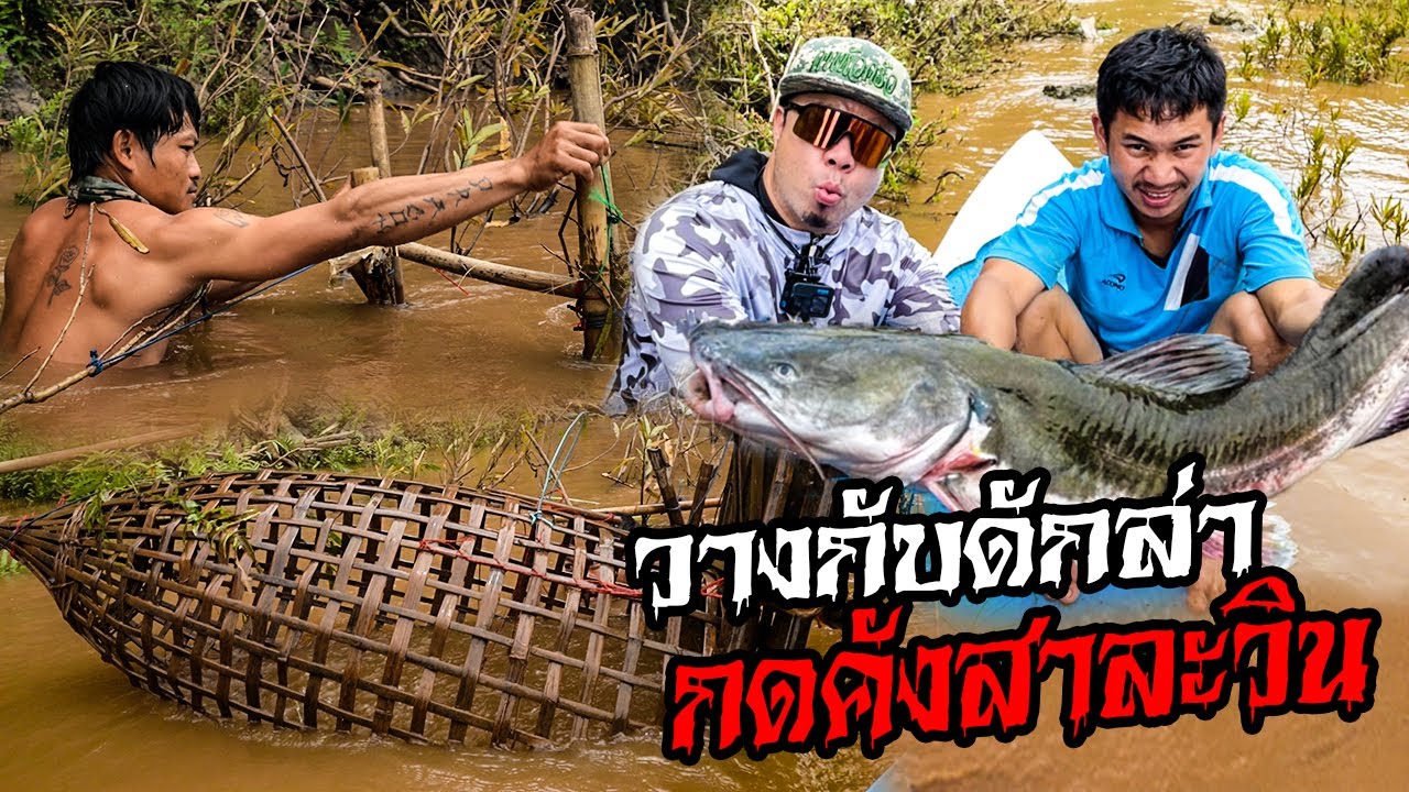 วางกับดักล่า ปลากดคังสาละวินยักษ์ ครั้งแรกในรอบ 3 ปี!!! @user-mt3sh8sr9s