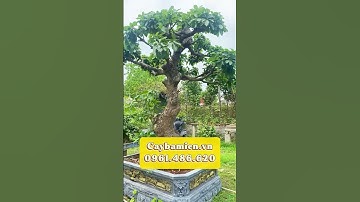 Siêu phẩm cây Lộc Vừng Bonsai đã lên chậu cực kỳ đẳng cấp