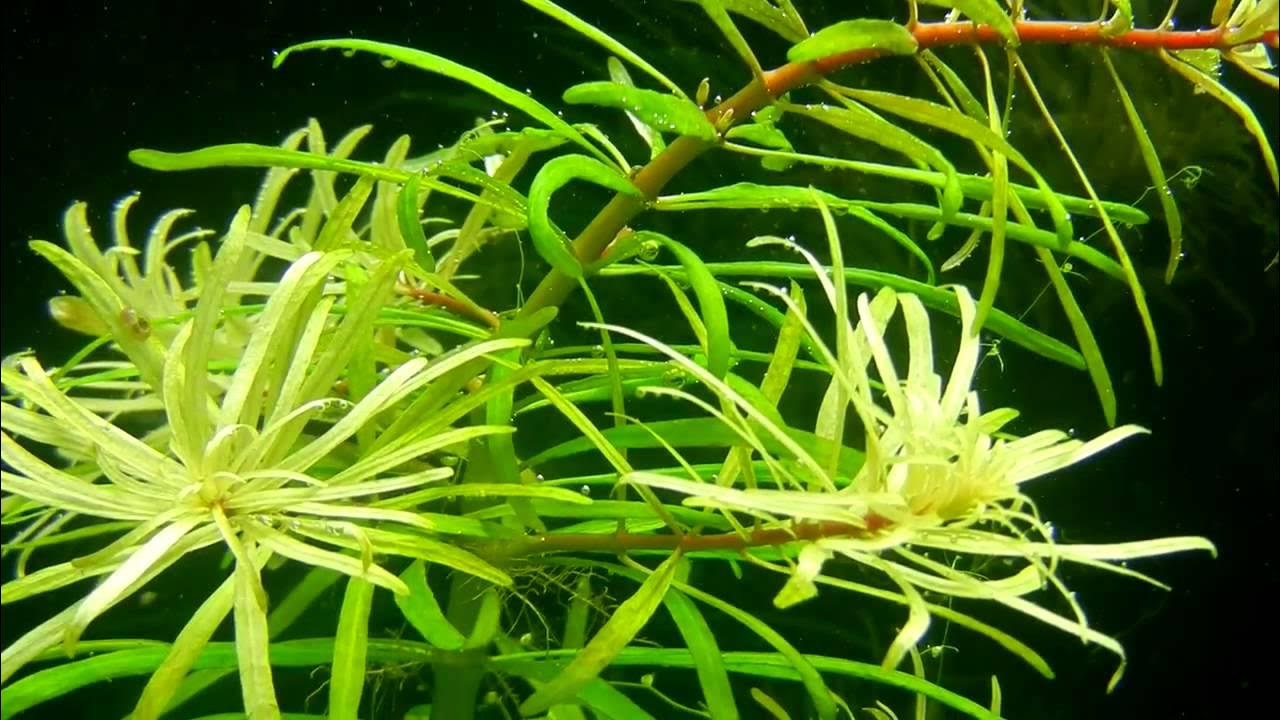 Людвигия Кубинская (Ludwigia inclinata var. verticillata "Cuba") - YouTube