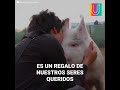 Los abrazos son mejores si los da un animal