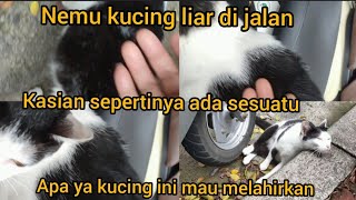 Nemu Kucing Liar Di jalan Sepertinya Ada Sesuatu