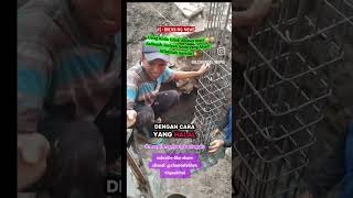 Download Lagu Semoga diBarokahi Allah diSyafa'ati Rasulullah Aamiin⚘️ @chairoelyahya  @hgaulchoi #warungehgaulchoi MP3 Download Lagu Semoga diBarokahi Allah diSyafa'ati Rasulullah Aamiin⚘️ @chairoelyahya  @hgaulchoi #warungehgaulchoi MP3