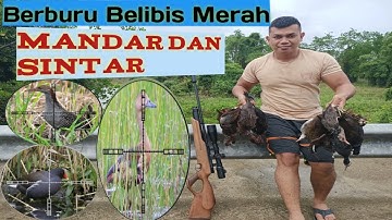 Berburu belibis merah jumbo, Mandar dan sintar