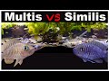 Affrontement des habitants des coquillages neolamprologus multifasciatus vs neolamprologus similis