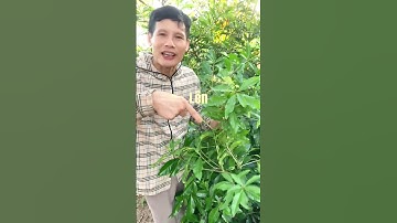 Cùng Tìm Hiểu Về Lá Cây Lộc Vừng Chữa Gut #thuocnam #caythuocnam #thaoduoc #dongy #shorts #ohvl