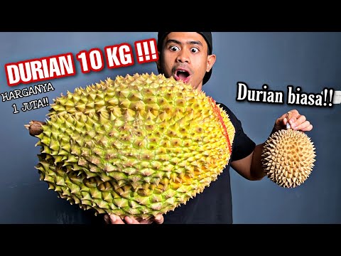 BUSET!! MUKBANG DURIAN RAKSASA SEBERAT 10 KG!!