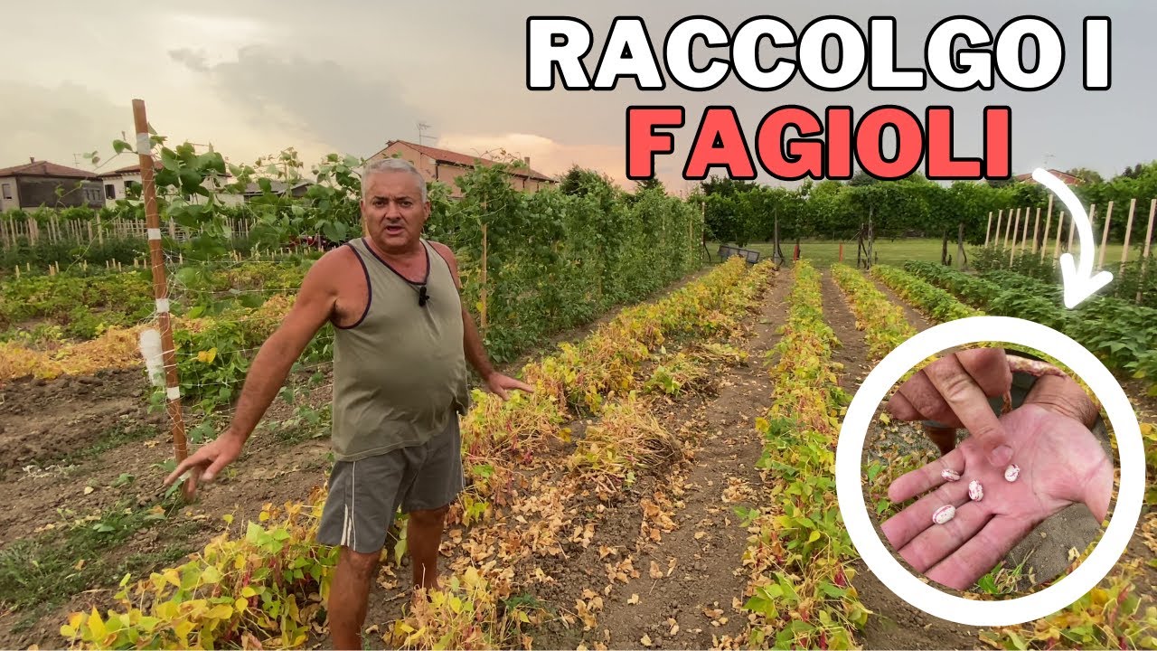 Come RACCOGLIERE i FAGIOLI nell’ORTO!