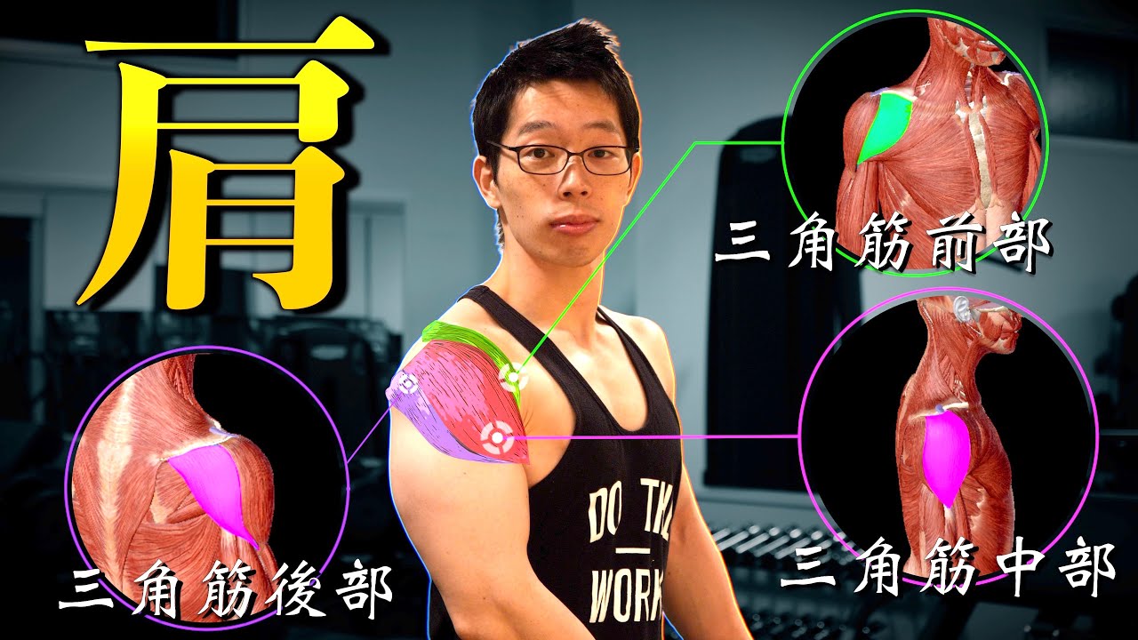 【筋トレ】もうサイドレイズで僧帽筋が働くことはありません。　肩トレのベスト種目3つを科学的に解説！