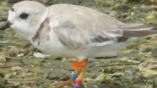 Help wanted: volunteers needed to watch Piping Plovers
