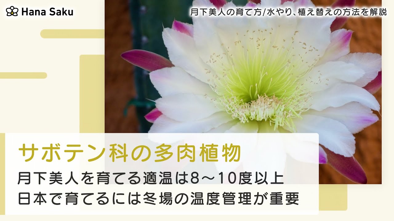 月下美人の上手な育て方 水やりや肥料 植え替えの方法を解説 Hanasaku