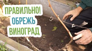 Обрезка молодого винограда в Сибири Обрезка молодого винограда в Сибири
