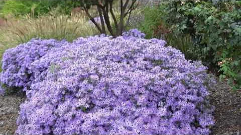 How to Trim Asters by James Landscaping, Inc.