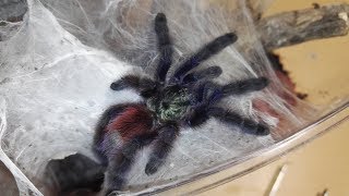 Madárpók etetés /Tarantula feeding video #11