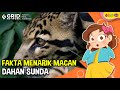 Fakta Menarik Macan Dahan Sunda, Serta Bedanya dengan Jaguar, Citah dan Macan Tutul