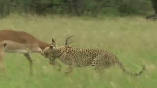 world's fastest animals failed ! Grants take down cheetah with horns ! lion hunt impala failed