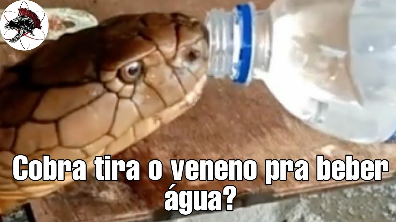 Cobra tira  veneno pra beber água? | Biólogo Henrique o Biólogo das Cobras