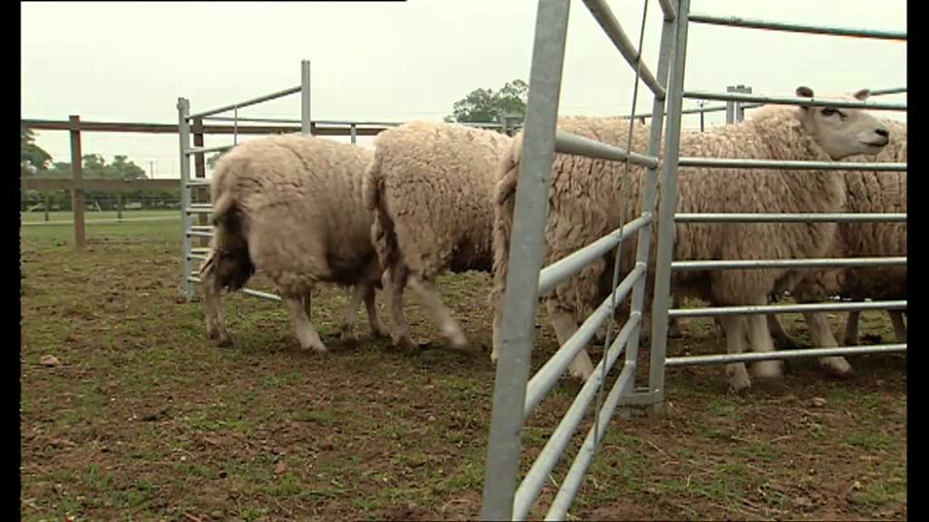 big barn farm herding sheep - youtube