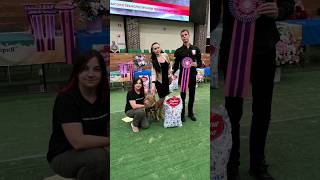 Как мы ездим на выставки собак #dog #life #animals #питбультерьер #питбуль #собака #pitbull #show