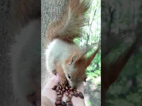 Ещё один бельчонок сел на ладонь / Another baby squirrel sat on my palm