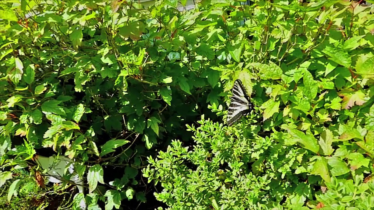 Flight of the Swallowtail