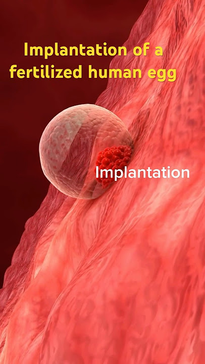 1st week of life. Implantation of a Fertilized Egg. #shortvideo #baby #pregnant August 27, 2024