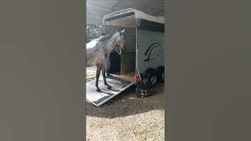 Three Steps To Trailer Loading Your Horse. Chico; Mane & Stable crew showing how it