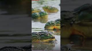 African bullfrogs