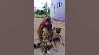 Great Video Best Video Of Animals SokYaa , Phao And ToTo Are Harmony and Fun WILL MAKE YOU SMILE