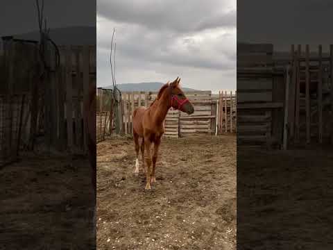 Video: Boulonnais konj