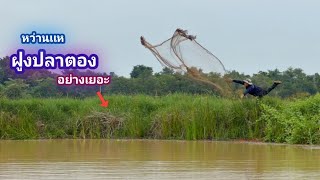 หว่านเเห ฝูงปลาตอง ขึ้นจุดไหนหว่านจุดนั้น หมายนี้ปลาไม่ธรรมดาจริงๆ / บ้านนอก EP.1,052