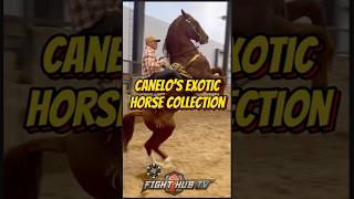 Canelo Alvarez Shows Off Exotic Dancing Horse From His Collection