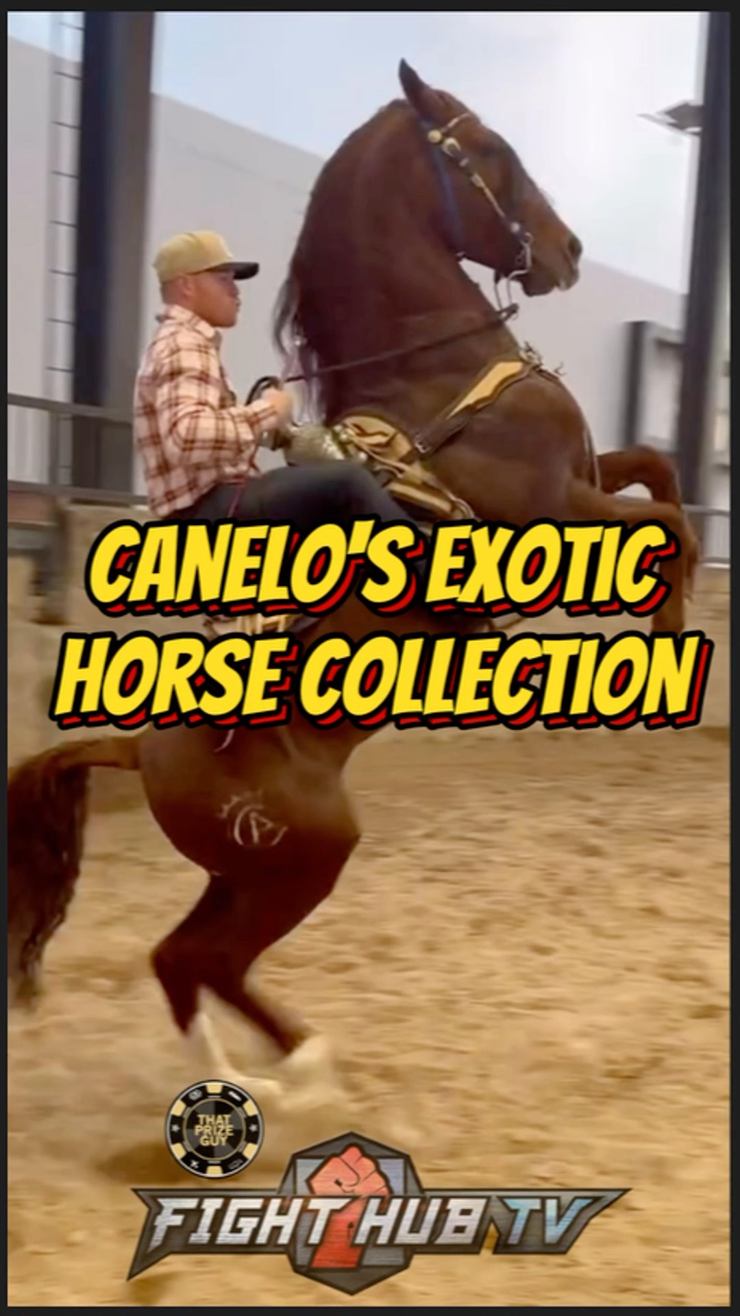 Canelo Alvarez SHOWS OFF EXOTIC DANCING horse from his collection!