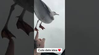 Fun cute couple date idea feeding seagulls through the sunroof. #couplegoals #cutedateideas