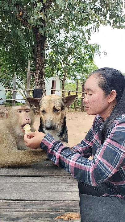 Amazing SokYaa,OG, ToTo Animals Are So Awesome #shorts