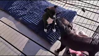 Video of adoptable pet named Mango
