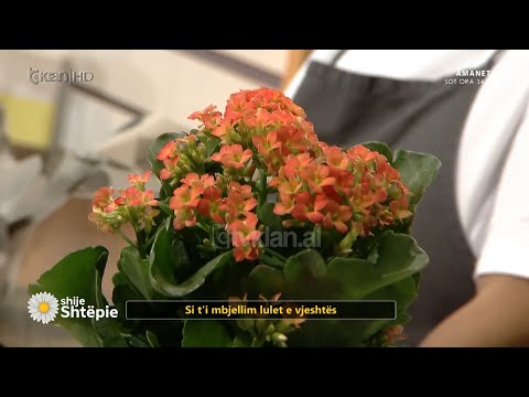 Video: Blanket Flower Kujdesi dimëror - Si të dimëroni bimët e luleve me batanije