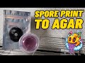 Spore print  spore swab to agar my first time  spore print to flush ep2